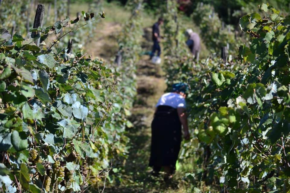 Zaali'S Wine Cellar Bed and Breakfast Vani Εξωτερικό φωτογραφία